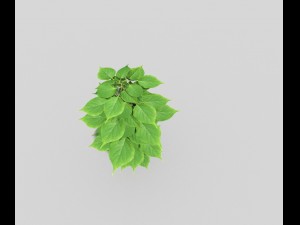 low poly plant 3D Model