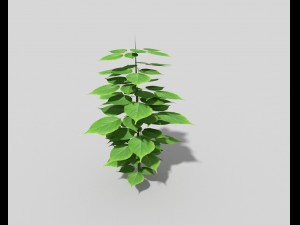 low poly plant 3D Model