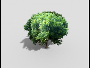 low poly tree 3D 모델