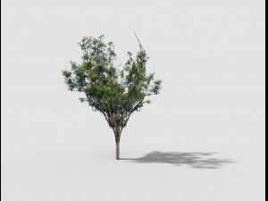 low poly tree 3D 모델