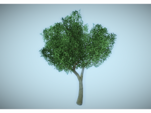 low poly tree 3D Model