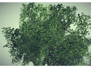 low poly tree 3D Model