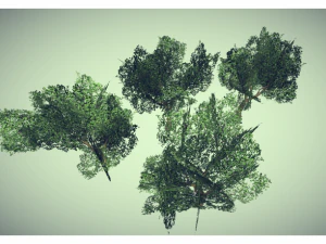low poly tree 3D Model