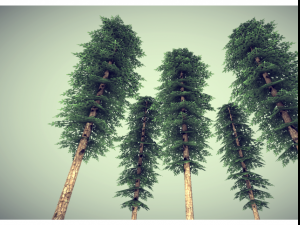 low poly pine tree 3D मॉडल