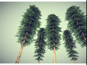 low poly pine tree 3D Model