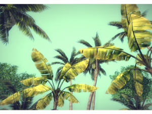 low poly jungle plants pack 3D Model