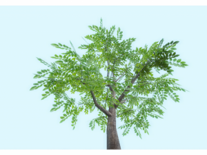 low poly tree 3D Model