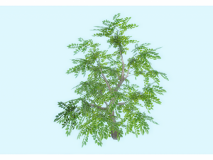 low poly tree 3D Model