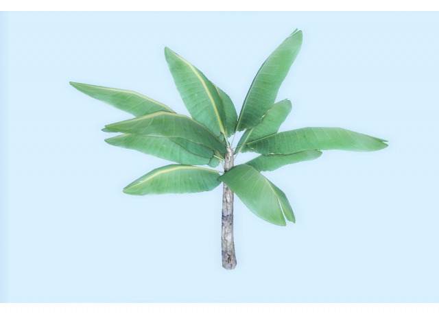 low poly tropical plant 3D Model .c4d .max .obj .3ds .fbx .stl .blend 