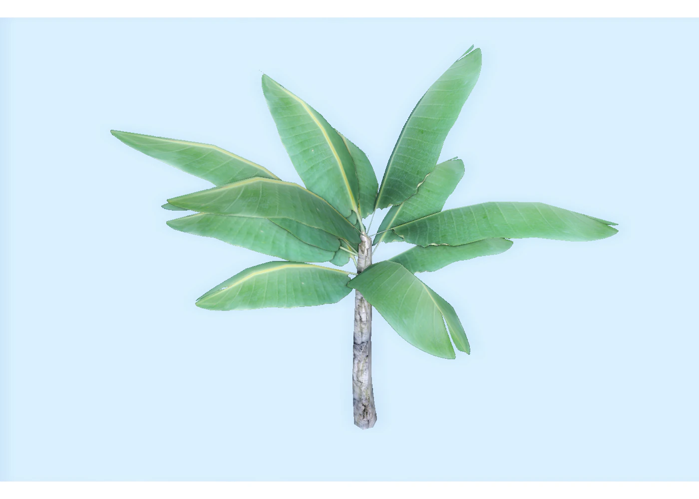 low poly tropical plant 3D Model .c4d .max .obj .3ds .fbx .stl .blend 