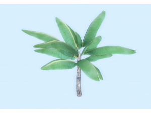 low poly tropical plant Modèle 3D