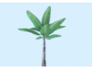 low poly tropical plant 3D Model