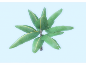 low poly tropical plant 3D Model