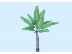 low poly tropical plant 3D Model