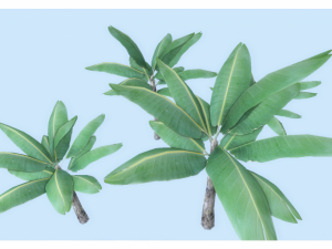 low poly tropical plant 3D Model