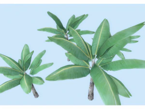 low poly tropical plant 3D Model