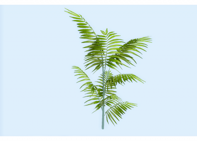 low poly plant 3D 모델 .c4d .max .obj .3ds .fbx .stl .blend 
