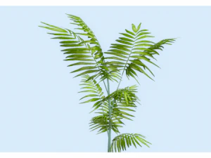 low poly plant 3D Model