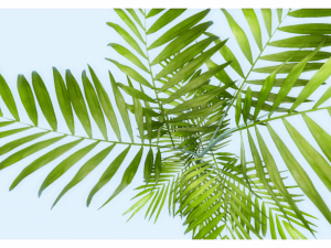low poly plant 3D 모델
