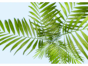 low poly plant 3D Model