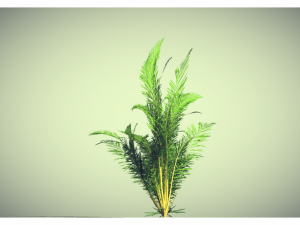 low poly plant 3Dモデル