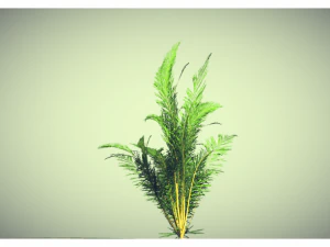 low poly plant 3D Model