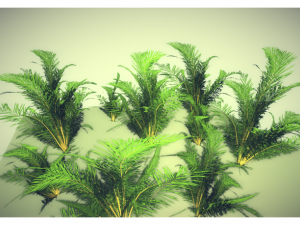 low poly plant 3Dモデル