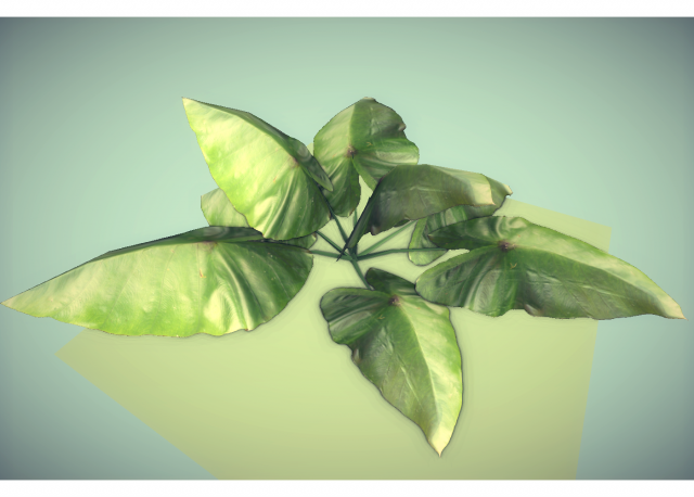 low poly plant 3D Модель .c4d .max .obj .3ds .fbx .stl .blend 