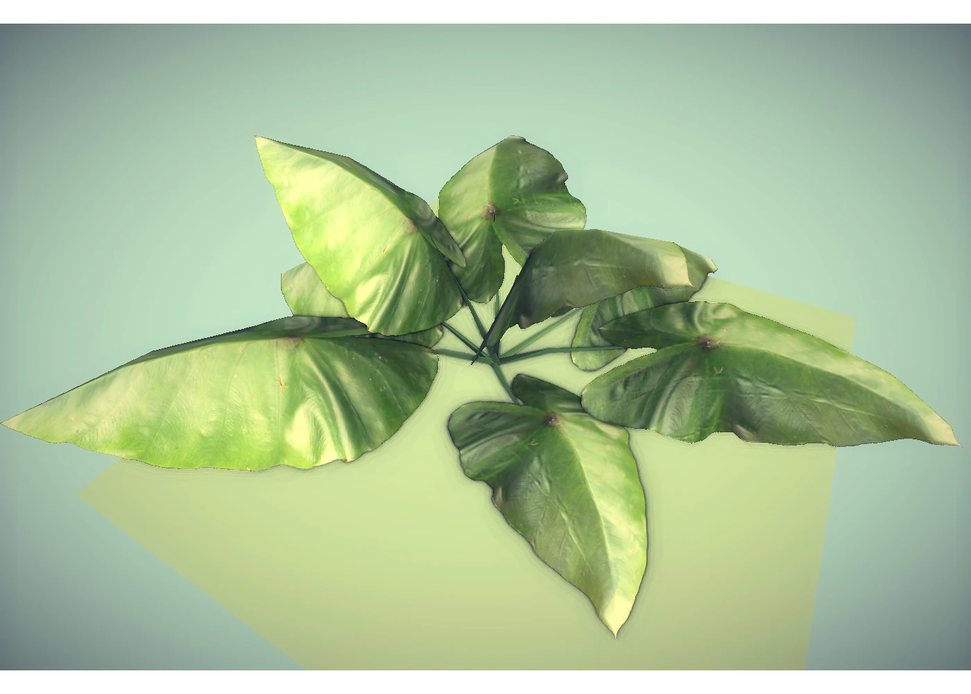low poly plant 3D Model .c4d .max .obj .3ds .fbx .stl .blend