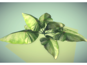 low poly plant 3D Model