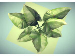 low poly plant 3D Model
