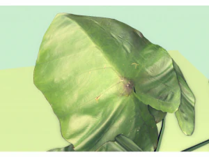 low poly plant 3D Model