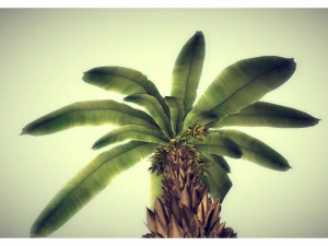 low poly palm 3D Model