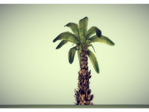 low poly palm 3D मॉडल
