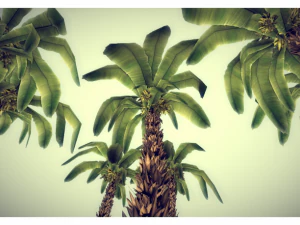 low poly palm 3D Model