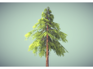 low poly pine tree 3D 模型