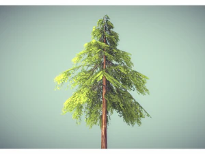 low poly pine tree 3D Model