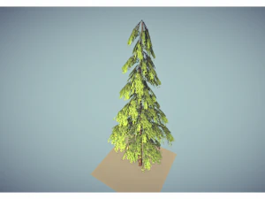 low poly pine tree 3D Model