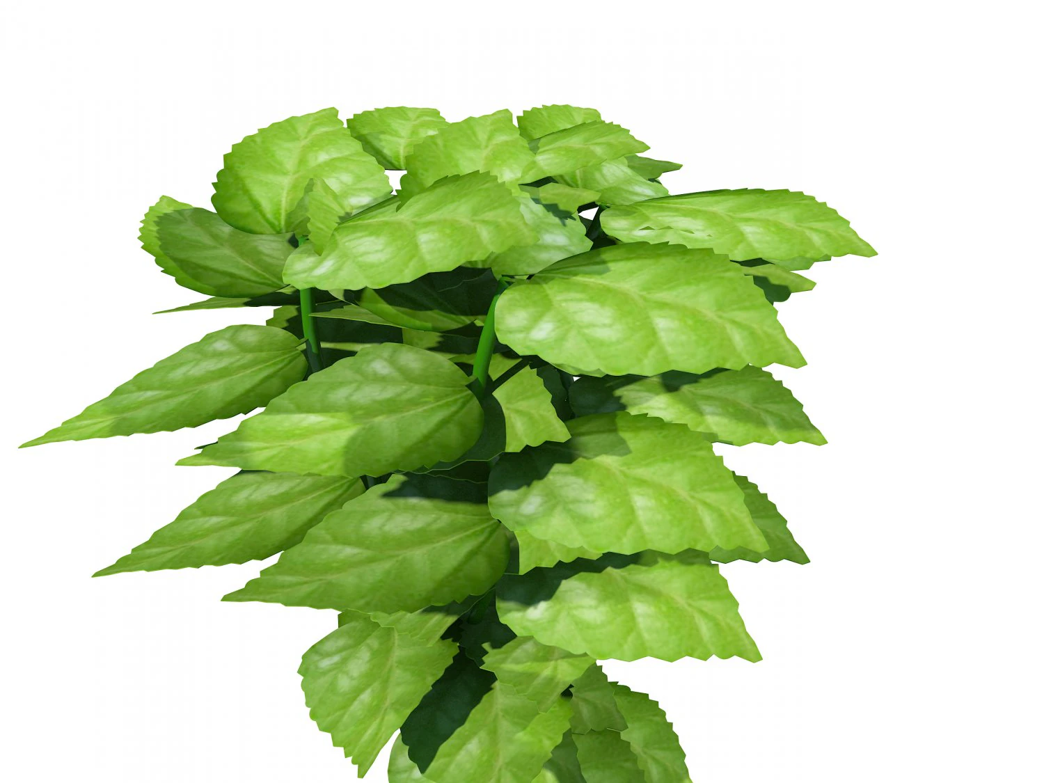 green leaf 3D Model .c4d .max .obj .3ds .fbx .stl .blend 