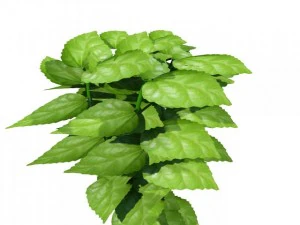 green leaf 3D Model