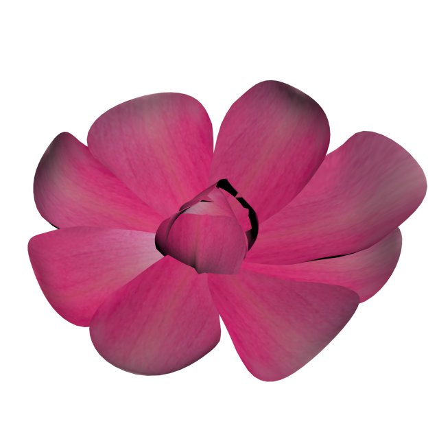 magnolia flower 3D Модель .c4d .max .obj .3ds .fbx .stl .blend 