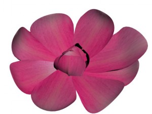 magnolia flower Modelo 3D