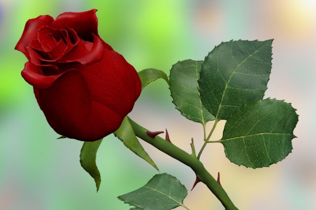 red rose 3D Model .c4d .max .obj .3ds .fbx .stl .blend 