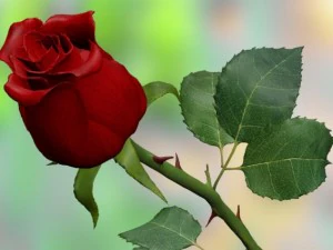 rose rouge Modèle 3D