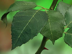 rose rouge Modèle 3D