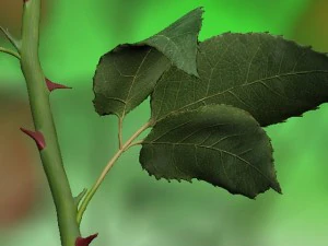 rose rouge Modèle 3D