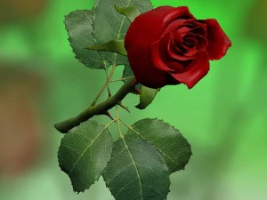 rose rouge Modèle 3D