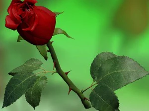 rose rouge Modèle 3D