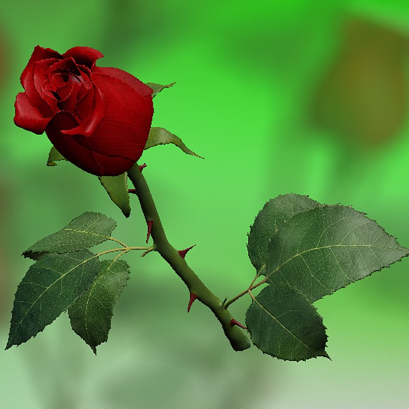 цветы 3ds max. гули садбарг. Red rose 3. цветок розы модель. красные розы.