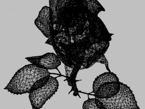 rose rouge Modèle 3D